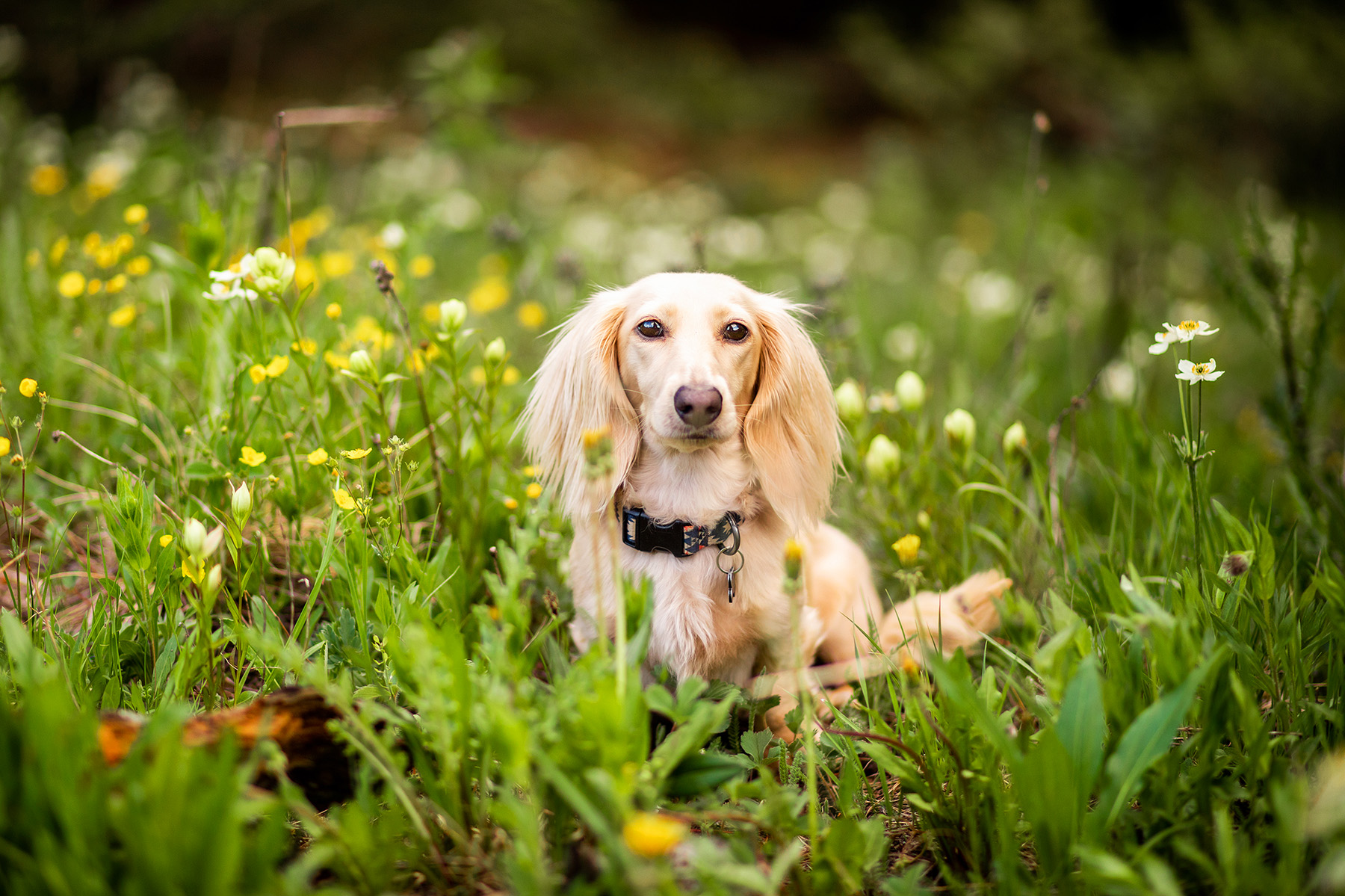 Dog in a field of wildflowers near Breckenridge Colorado